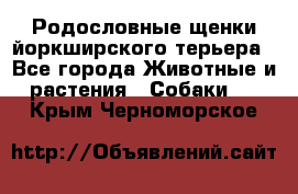 Родословные щенки йоркширского терьера - Все города Животные и растения » Собаки   . Крым,Черноморское